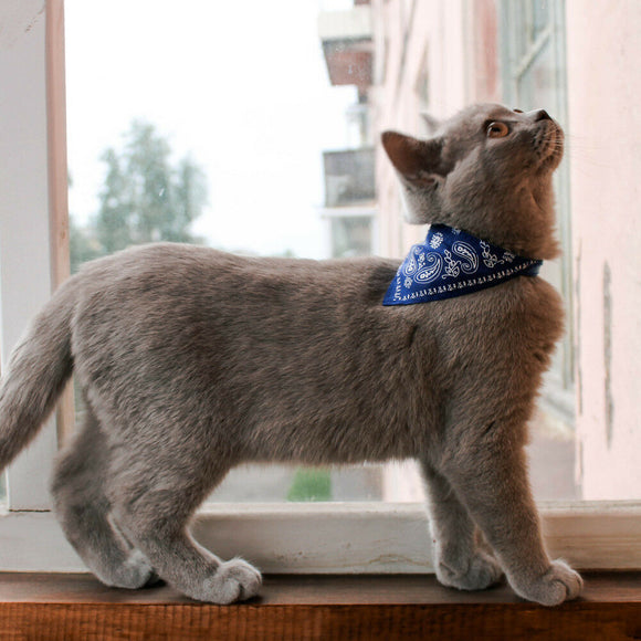 Cat Collar with Bandana/Neckerchief Scarf